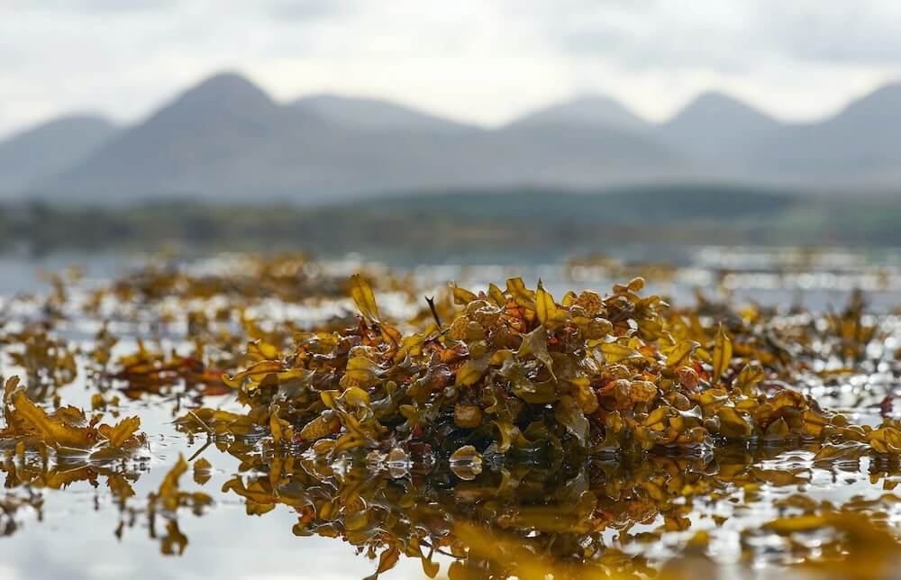 World-Economic-Forum_Sway-Seaweed-Packaging