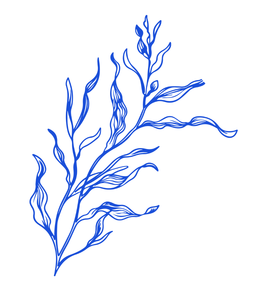 Seaweed-Icon_1