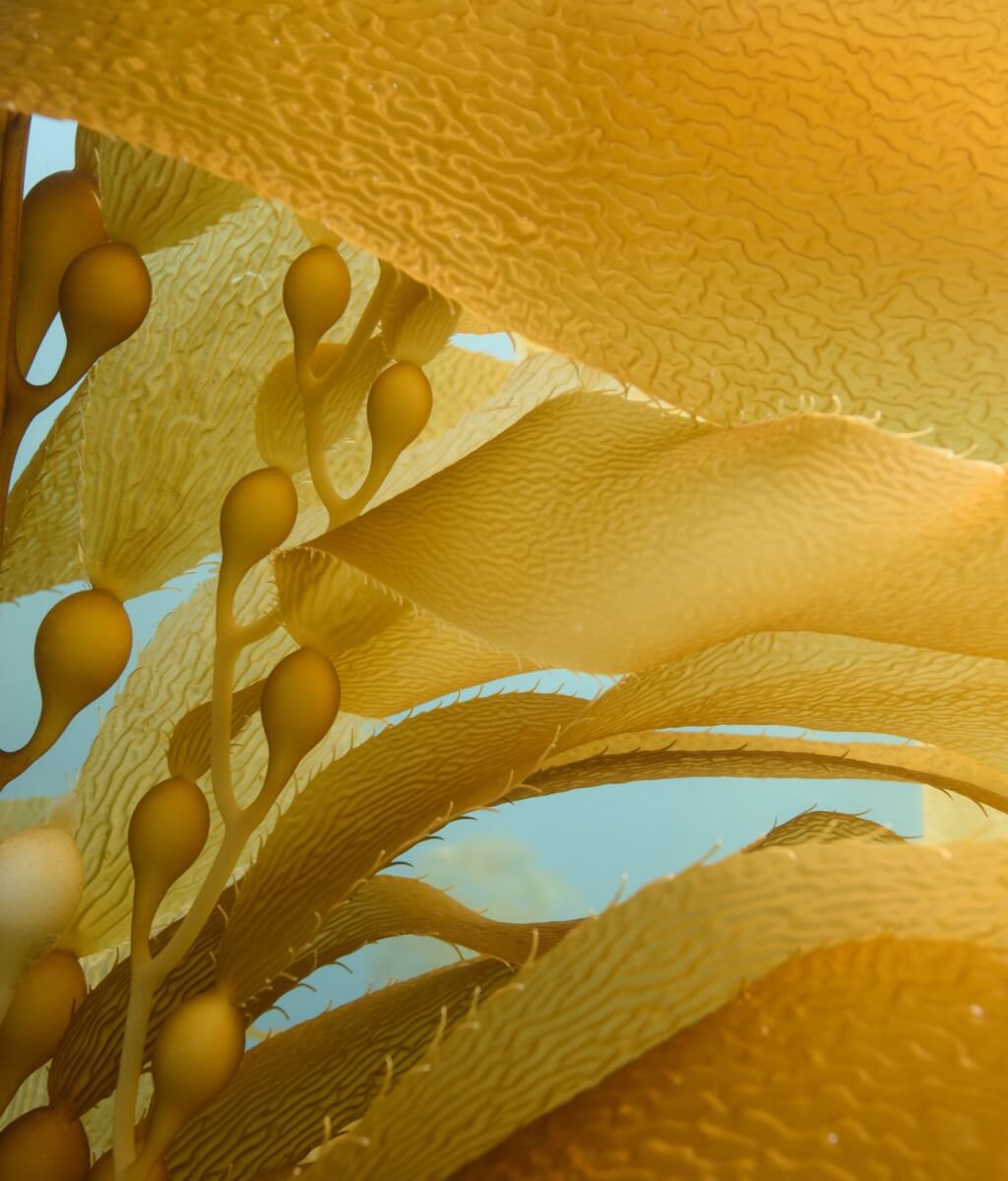 Sway Seaweed_2